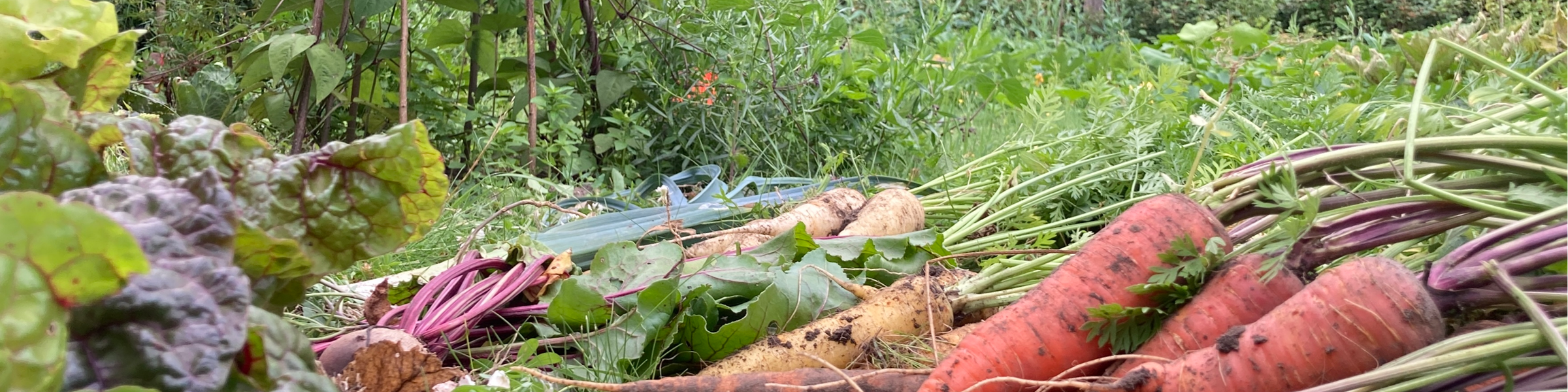 Le Jardin collectif de Baives