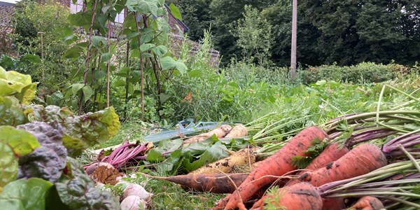 Le potager de la Traversine