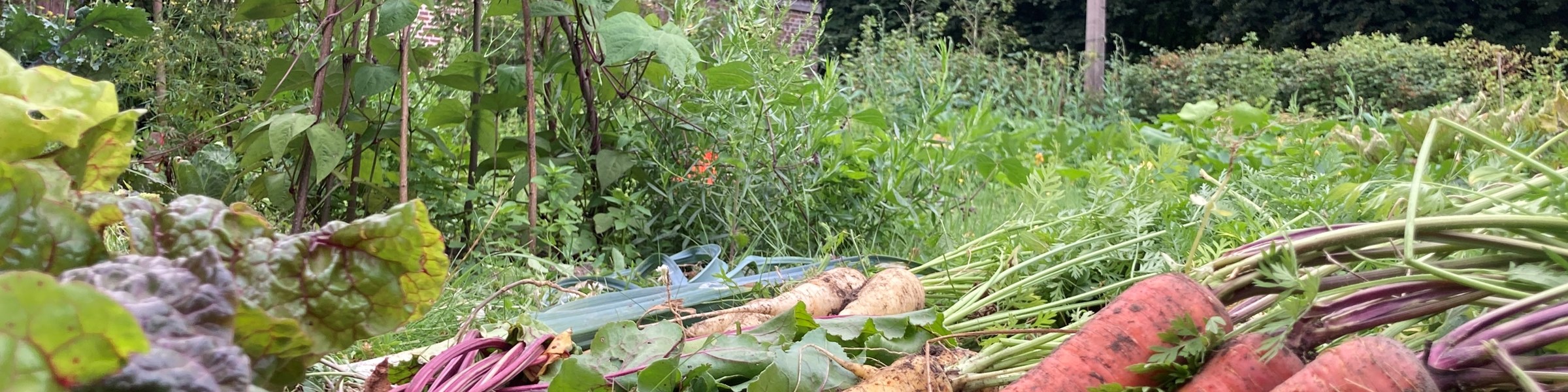 Le potager de la Traversine